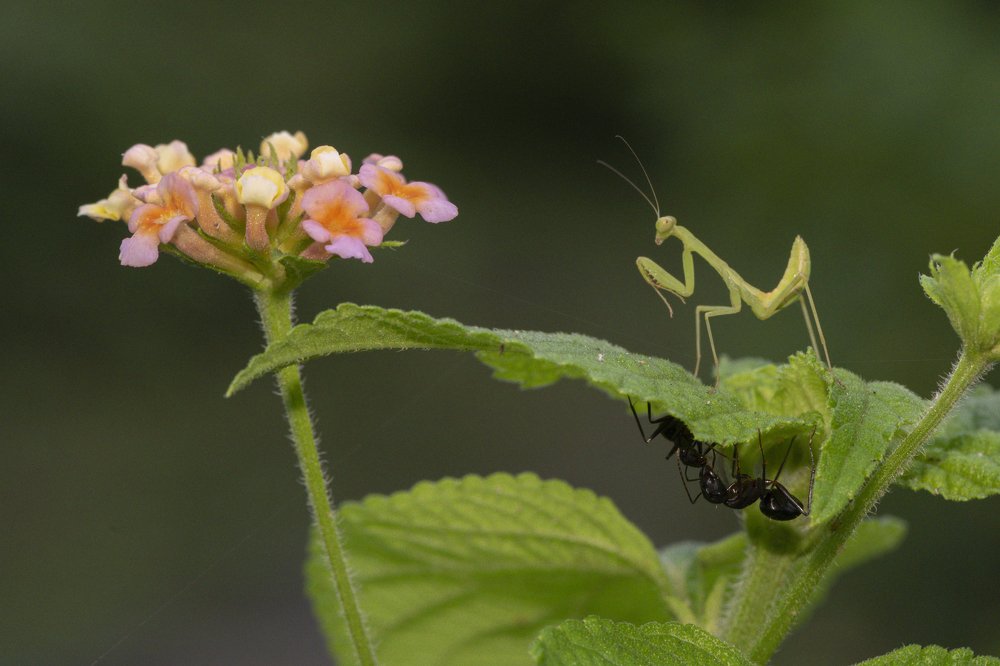 Фотография автора Mukul Mukherjee
