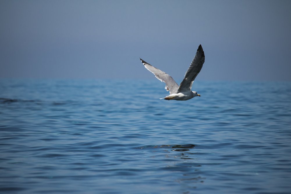 Photograph by Aissa Haffar