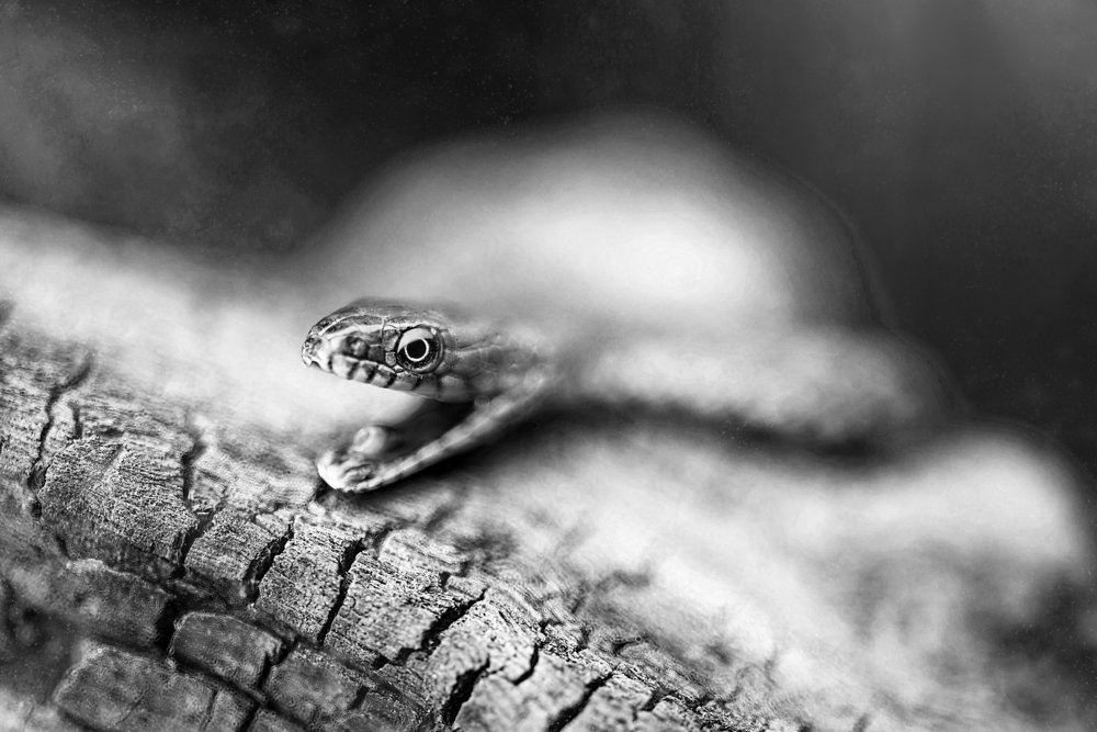 Photograph by Алексей Карпинчик