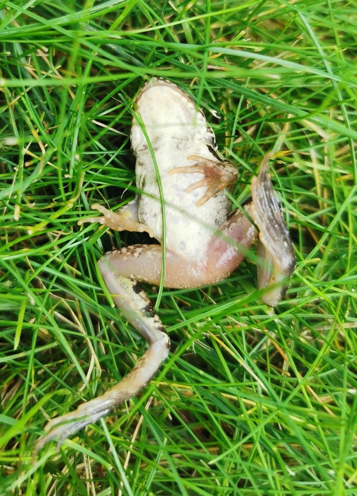 Photograph by Алла Швецова
