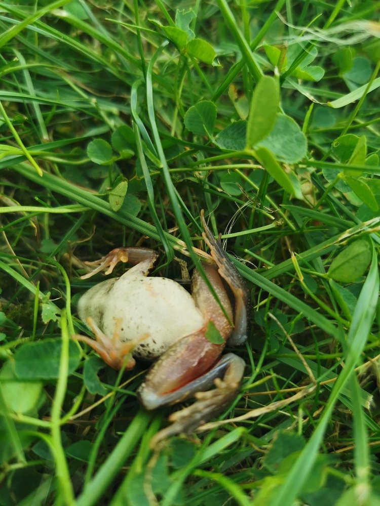 Photograph by Алла Швецова