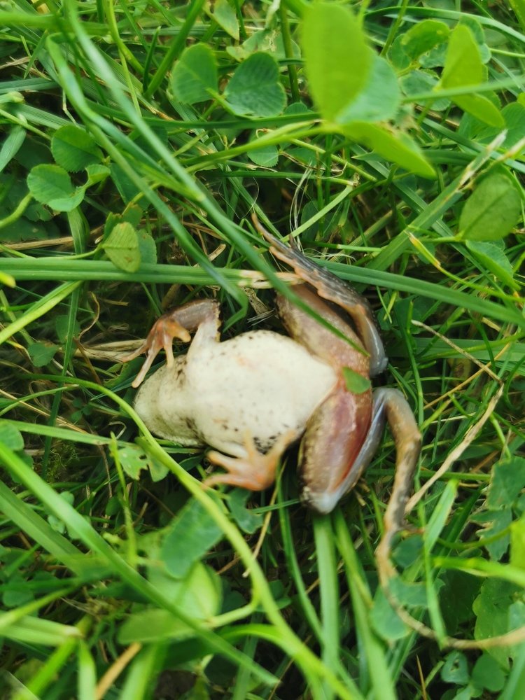 Photograph by Алла Швецова