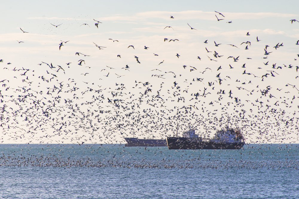 Photograph by Сергей Котов