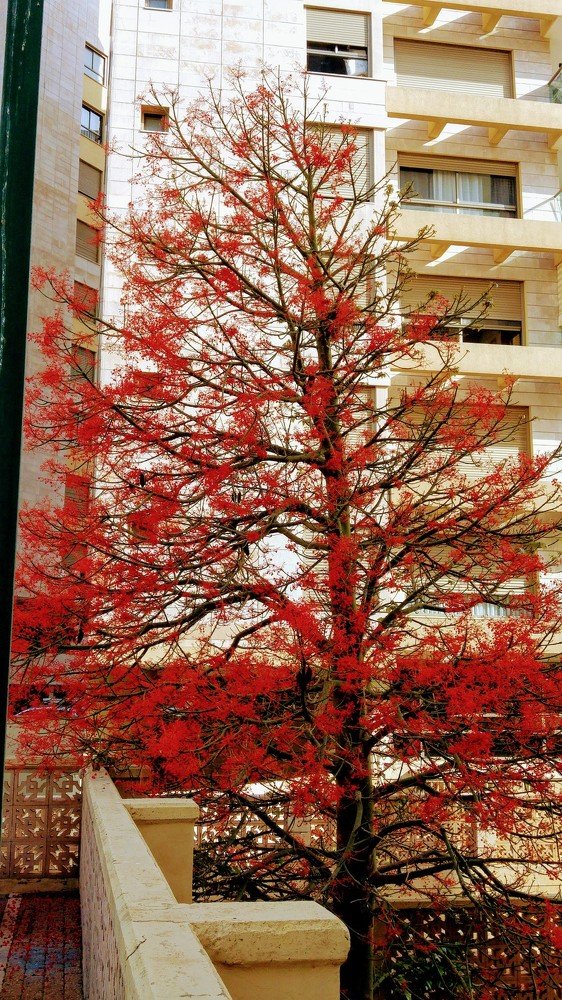 Цветущее средиземноморское огненное дерево