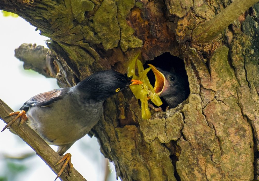 Photograph by Md. Motiur Rahman