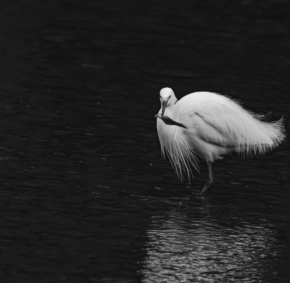 Photograph by Constantin Lazar