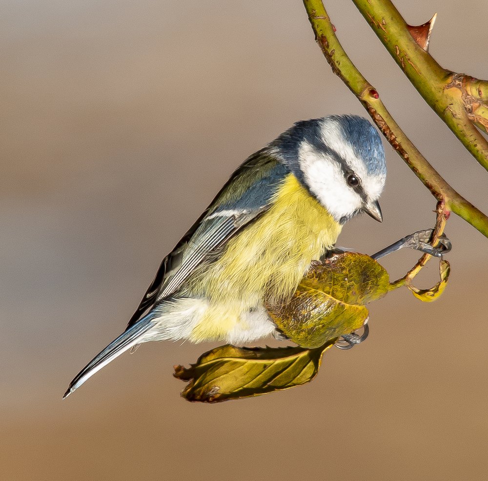 Photograph by Constantin Lazar