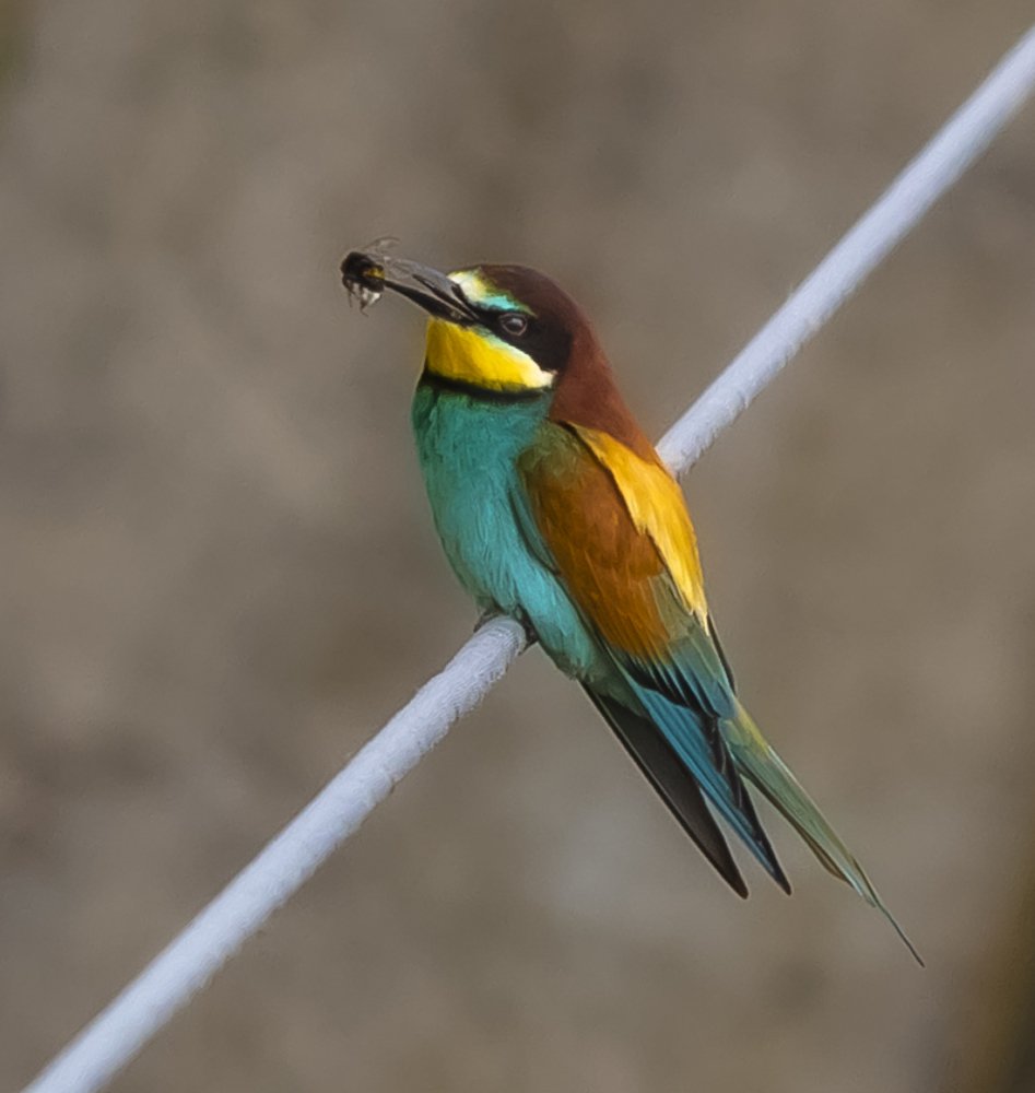 Merops apiaster