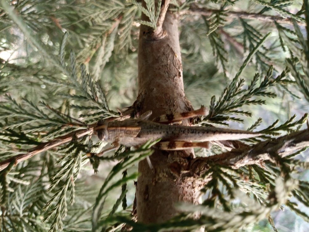 Photograph by Инна Демирджи