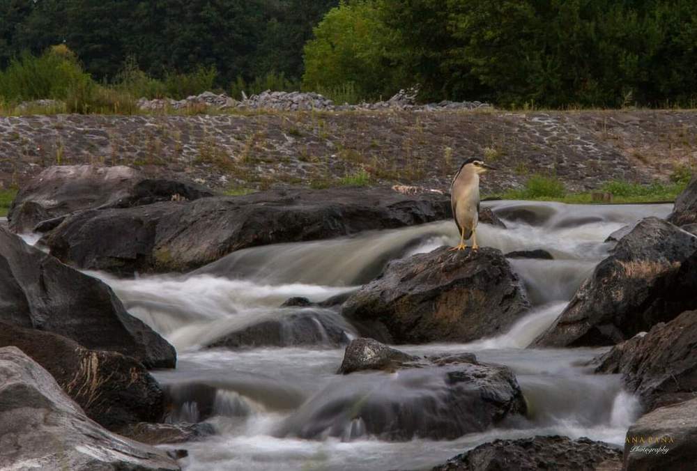 Photograph by Ana Pana