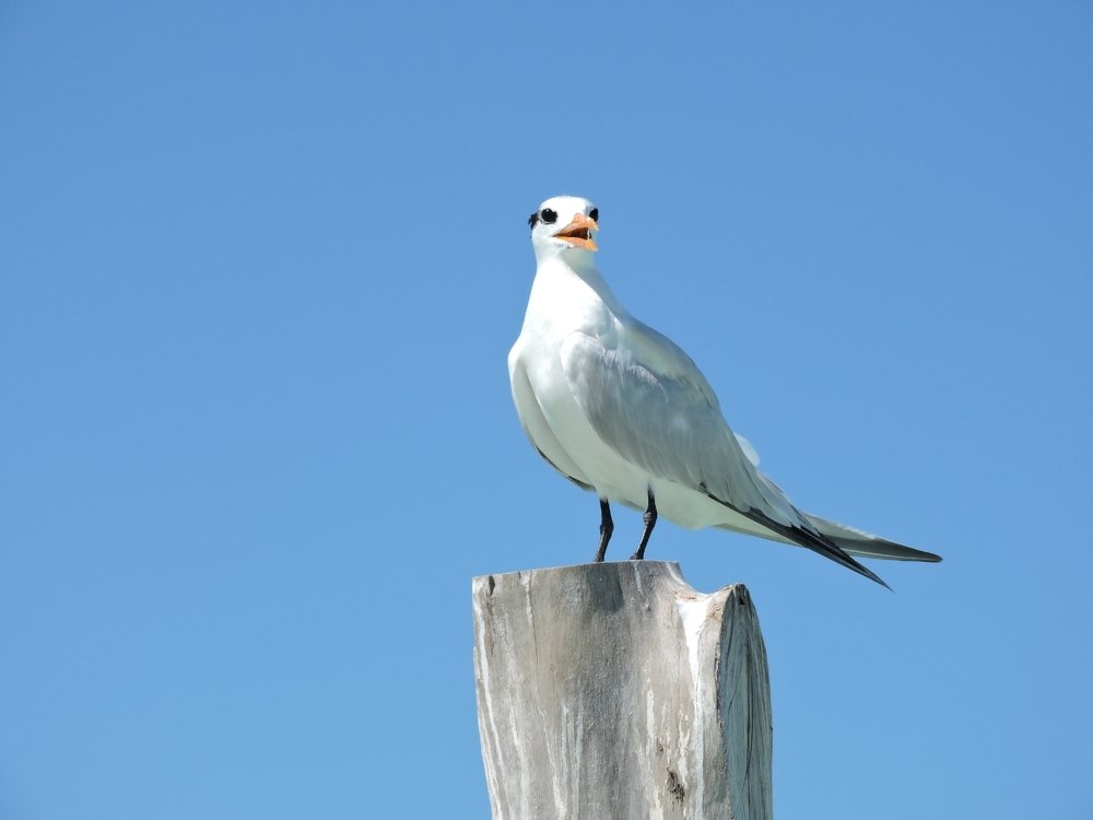 Photograph by Cléber Vinicius Demori