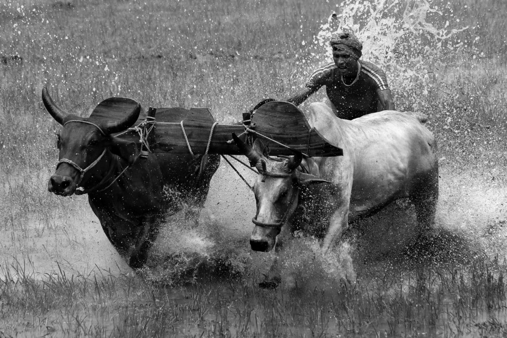 Moi Chara (Bull Race)