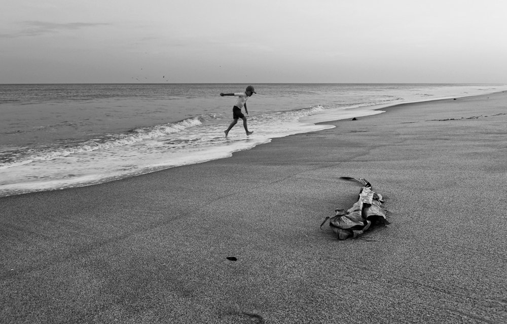 пальмовый лист...