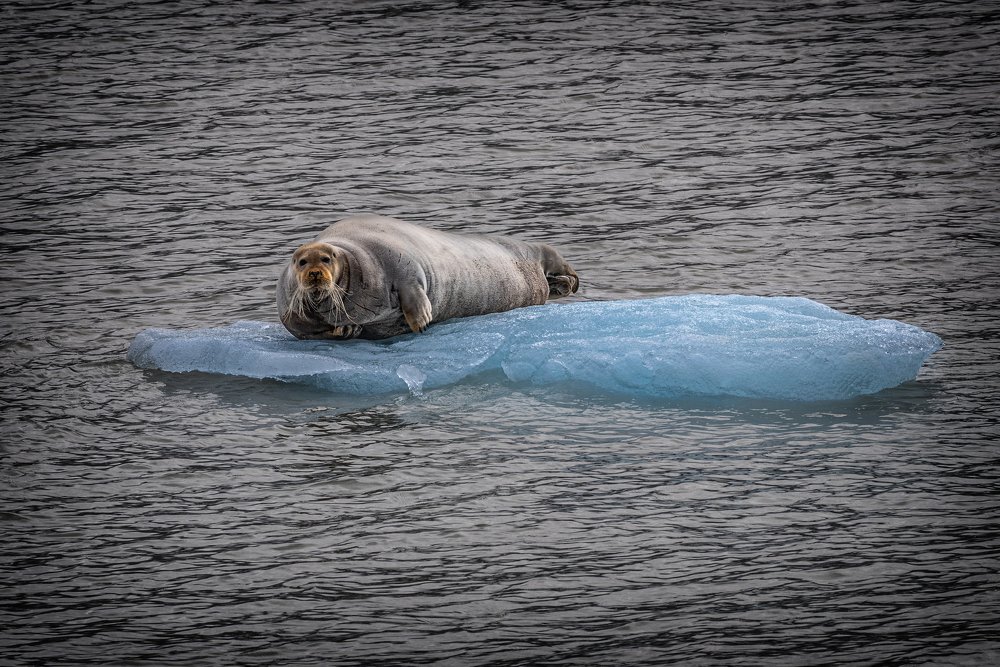 Photograph by Dominik Gugerli