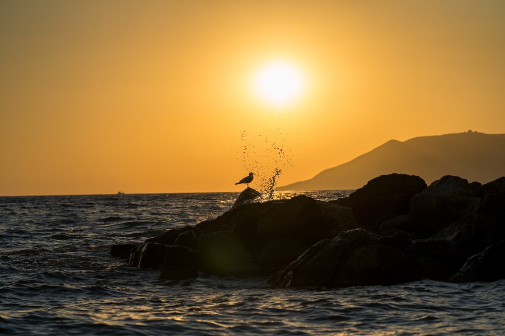 Чайки на закате