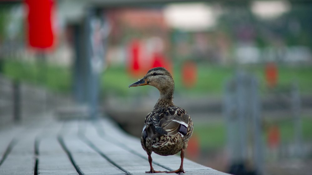 Photograph by Даниэль Чашкин