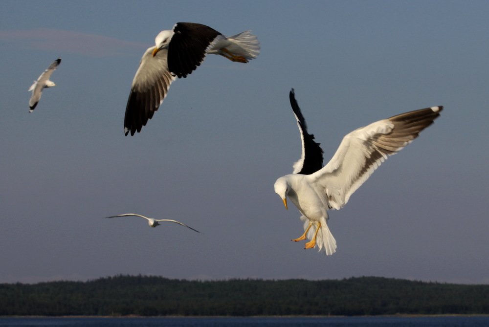 Photograph by Лада Денисова