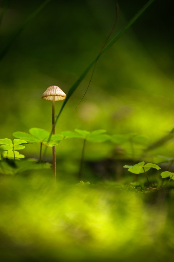 Magic mushroom