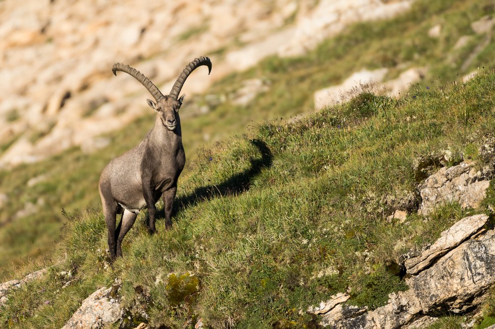 Alpine Ibex at Sunrise