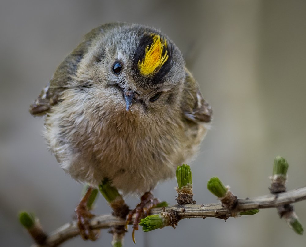 Photograph by Курлянцев Алексей