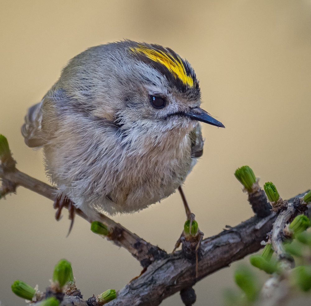 Photograph by Курлянцев Алексей