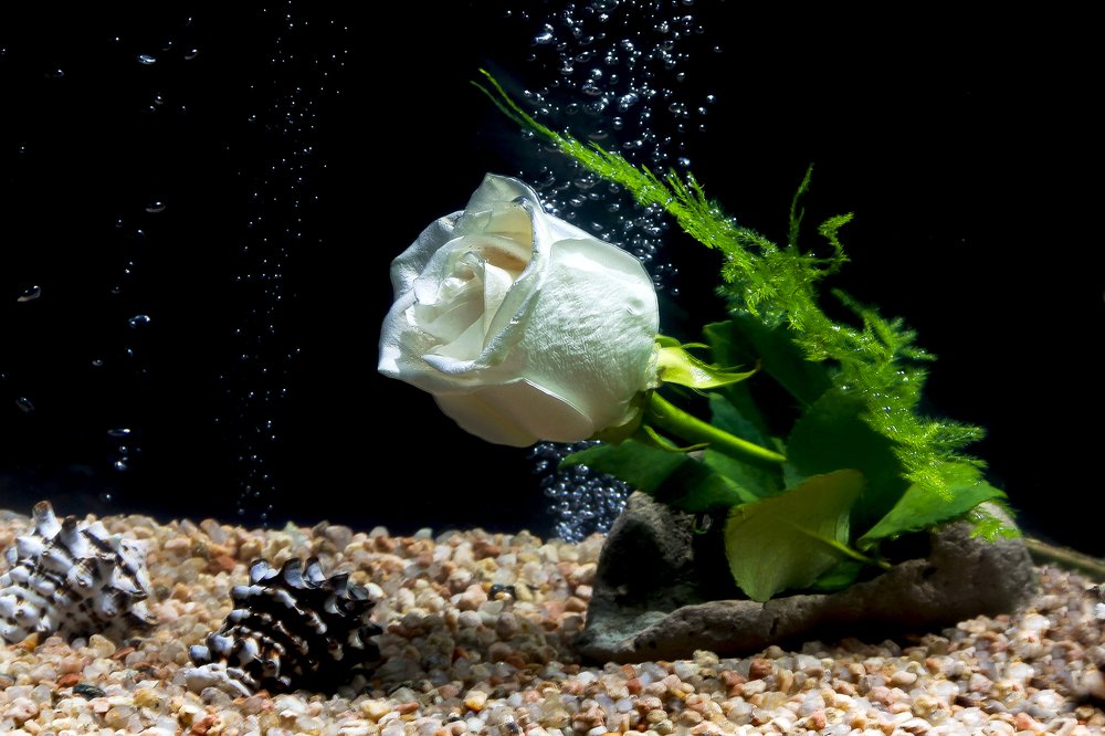 Photograph by Luis Fernando De Leo