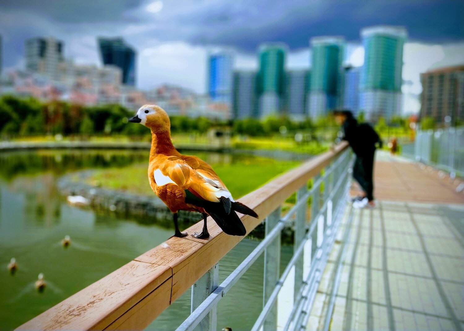 Duck from Moscow