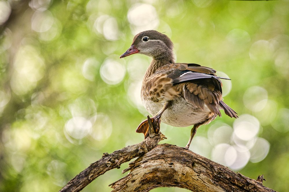 Photograph by Юрий Лавренюк
