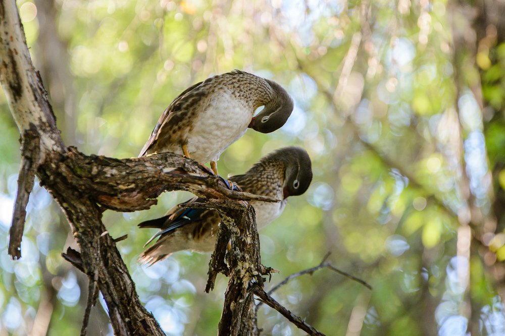Photograph by Юрий Лавренюк