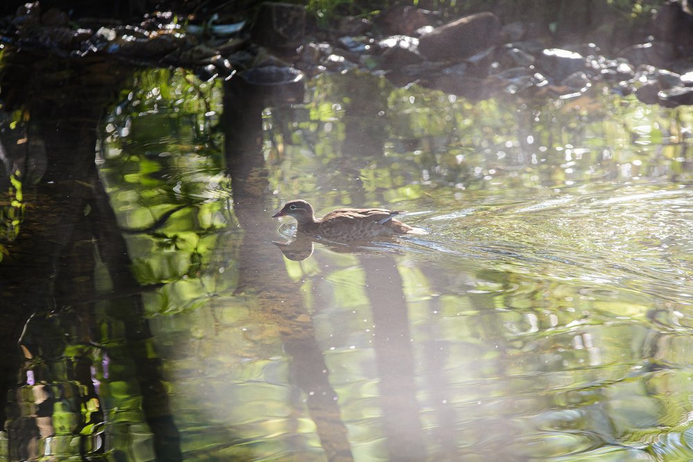 Photograph by Юрий Лавренюк