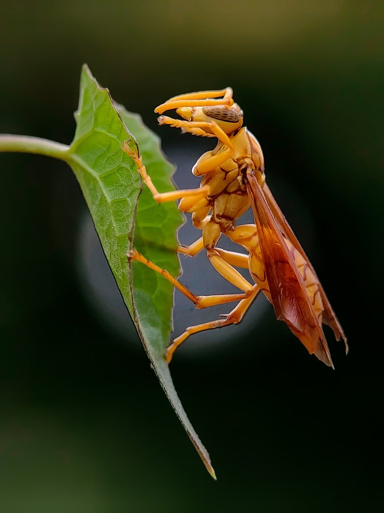 Photograph by Shankhadip Choudhury