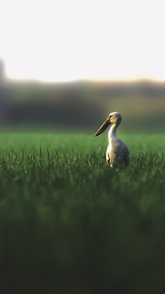 Photograph by Santhosh GVN