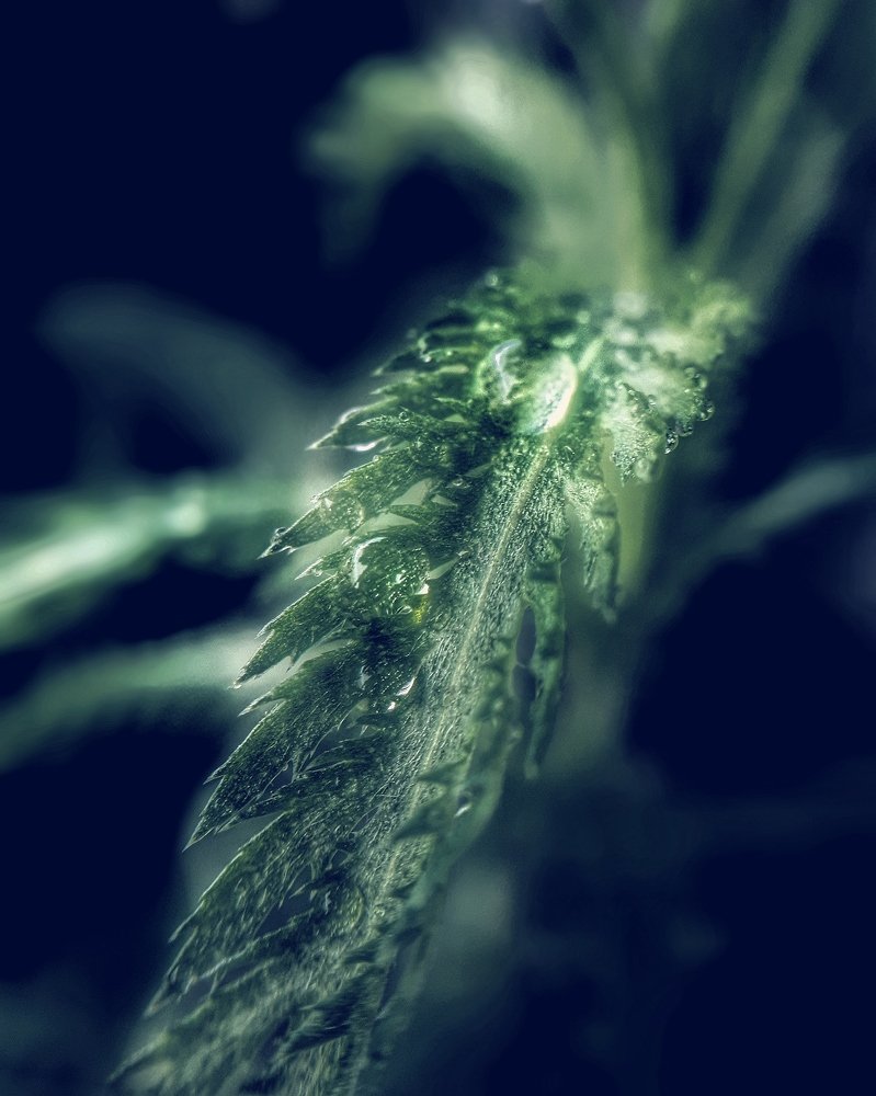 Photograph by Пётр Селетков