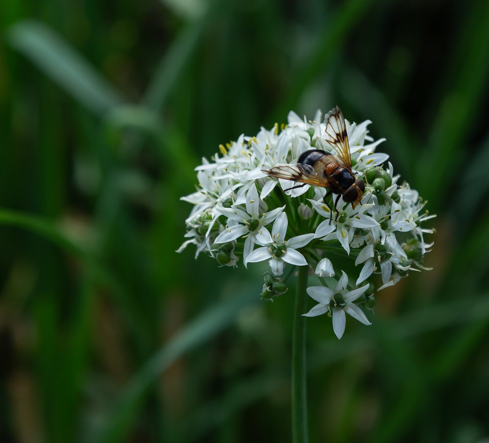 Журчалка на цветке лука.