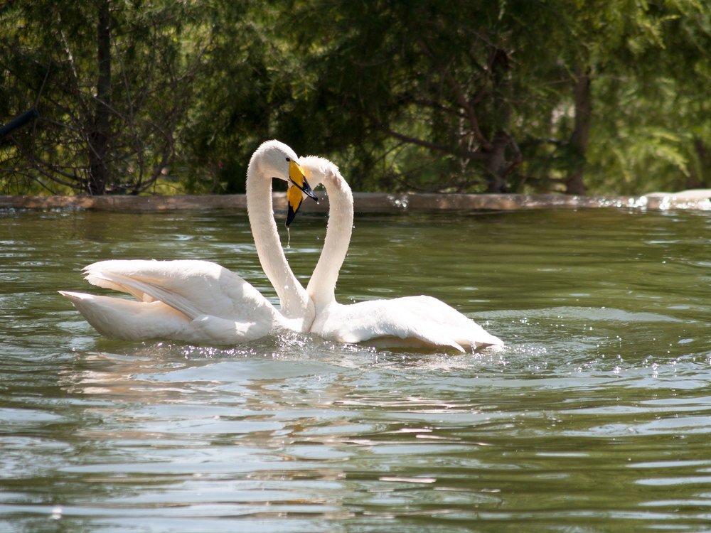 Photograph by Abdolreza Aleagha