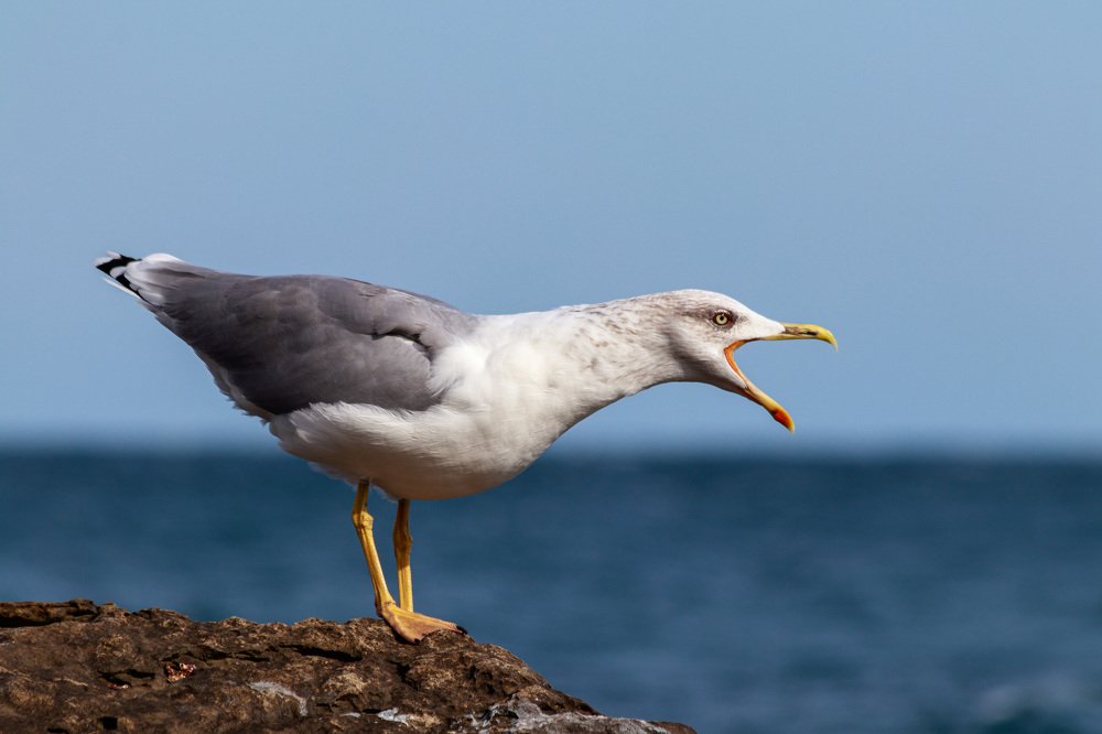 Спой птичка, не стыдись...