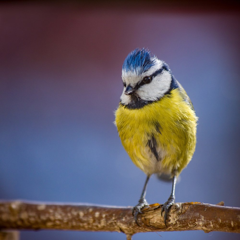 Милое создание.