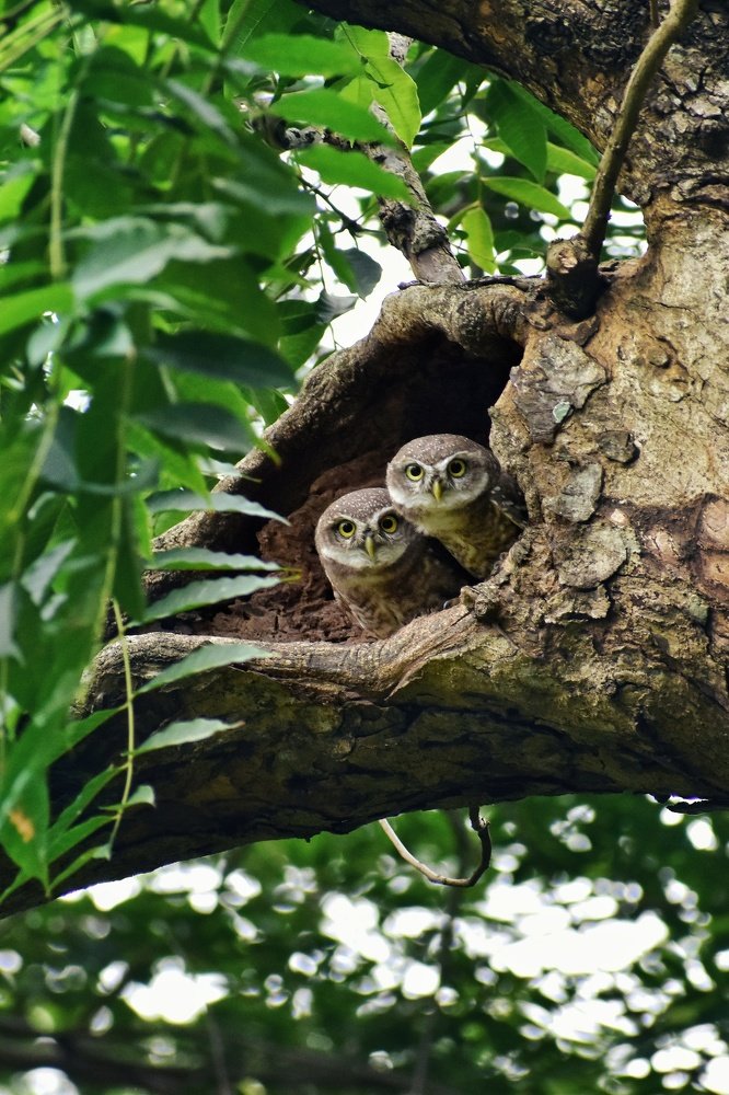 Photograph by Shawon Kuri