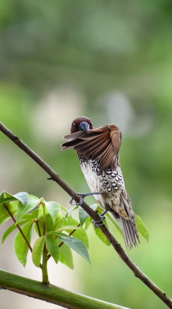 Photograph by Shawon Kuri