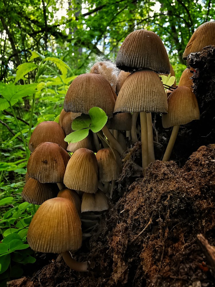 Лес грибов)