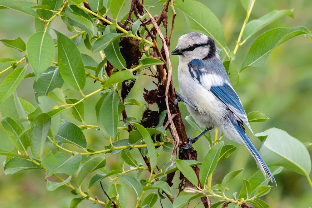 Неожиданная встреча.