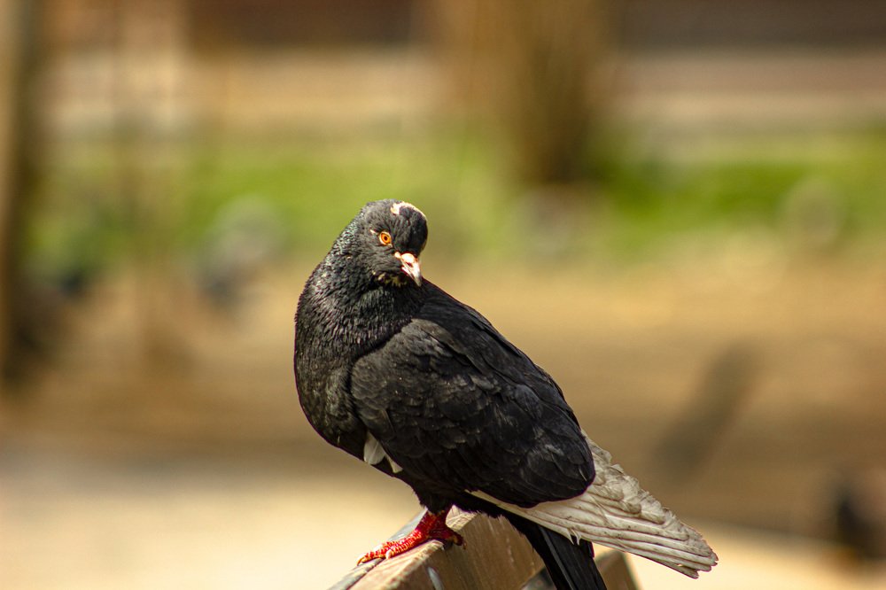 Photograph by Максим Грищенко