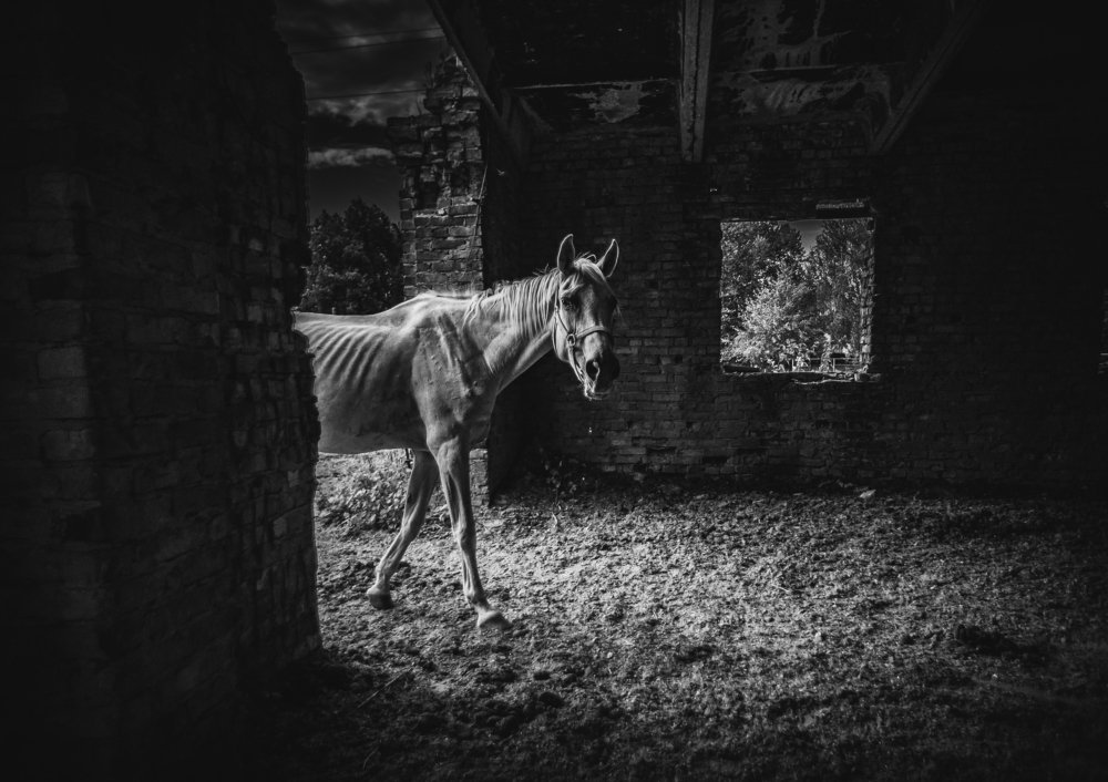 Фотография автора Пётр Чирков