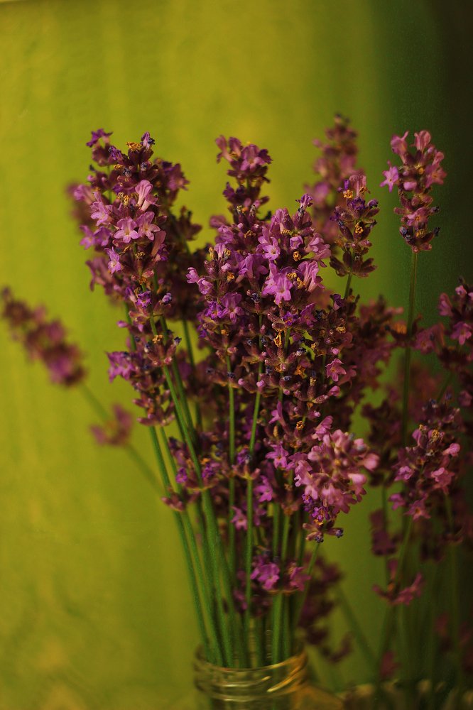 Фотография автора Тамара Нижельская