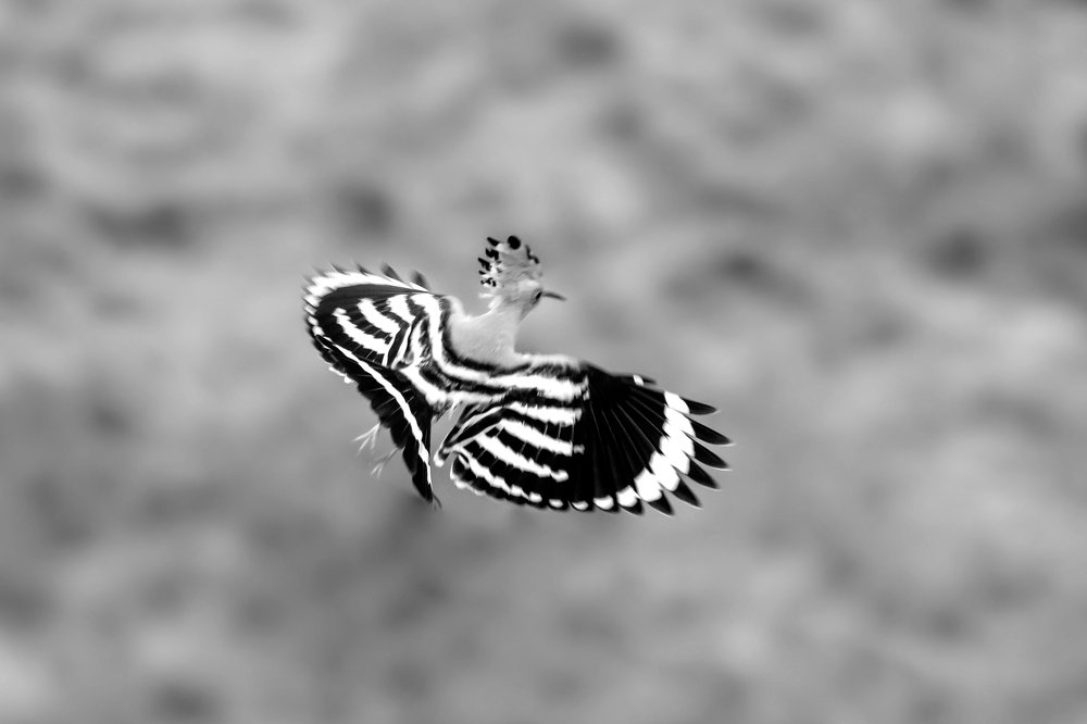 Photograph by Vahid Yavari