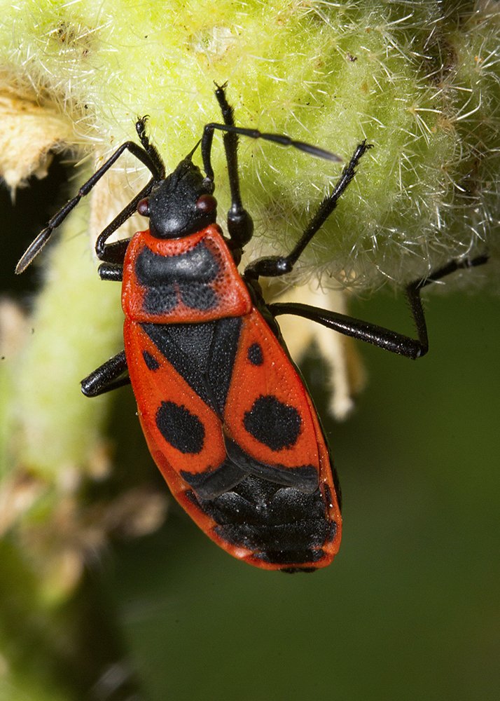 Парадный мундир