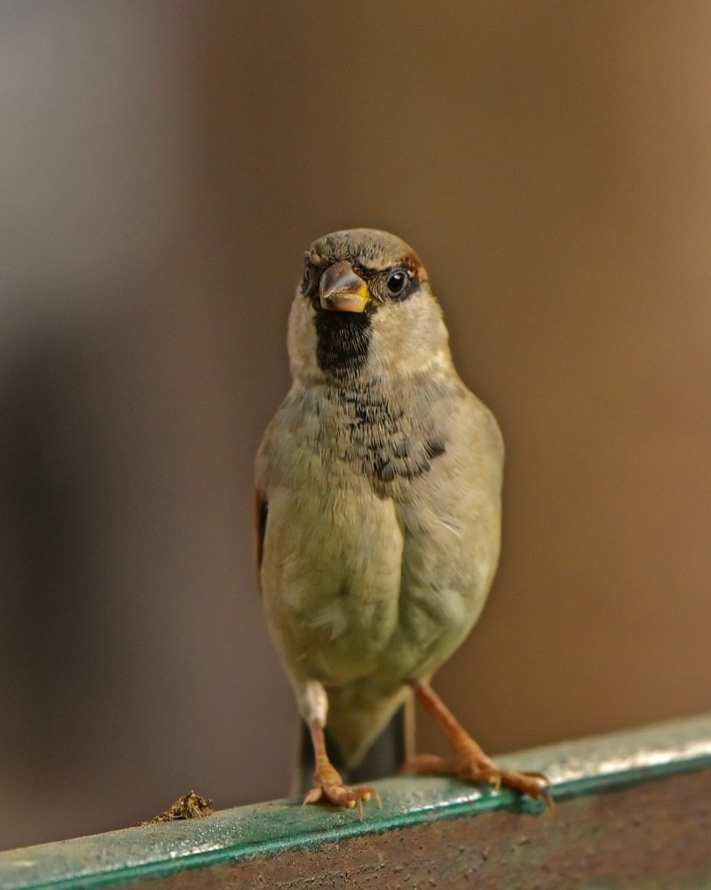 Photograph by Rishay Madan