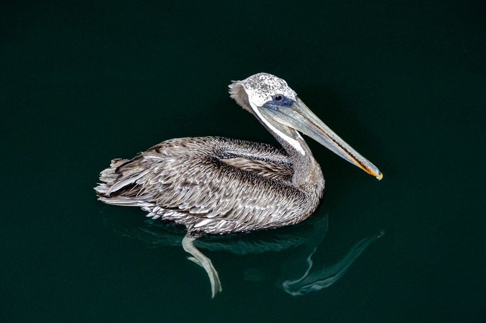 Photograph by Serge Melesan