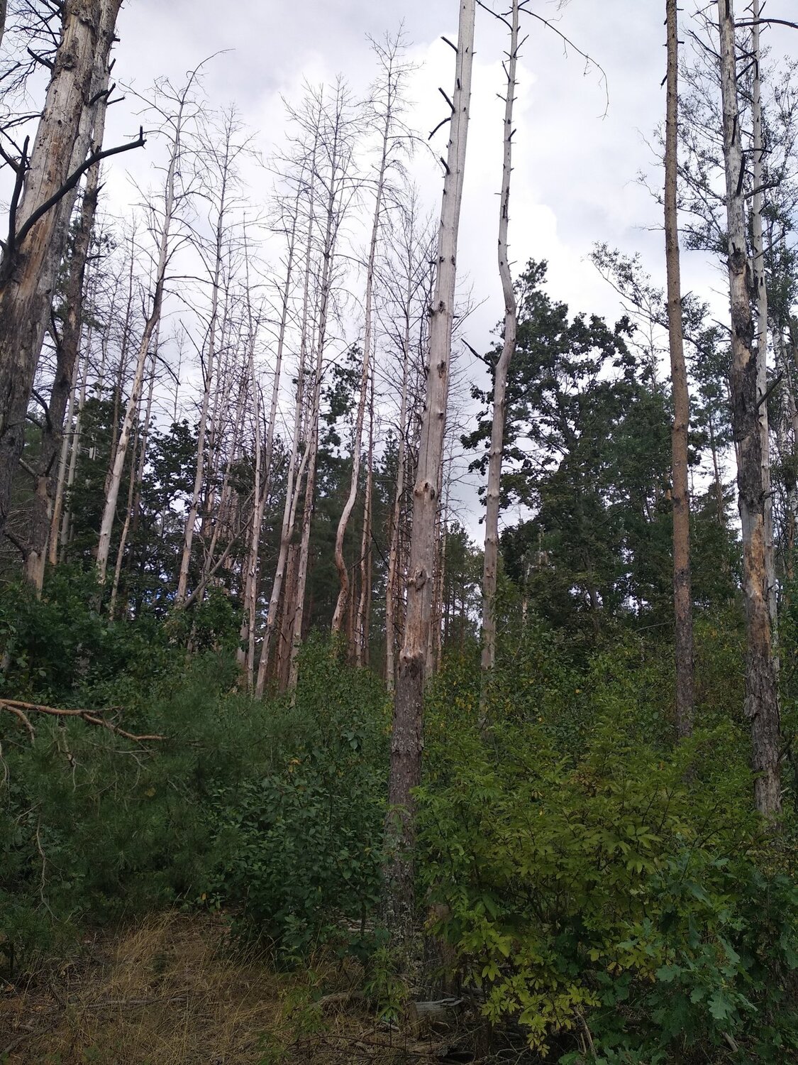 Photo #4918691