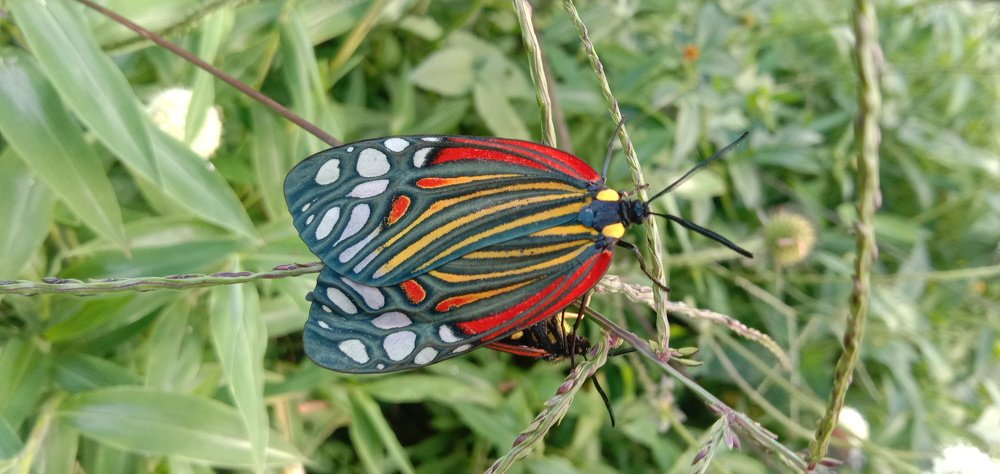 Natures beauty